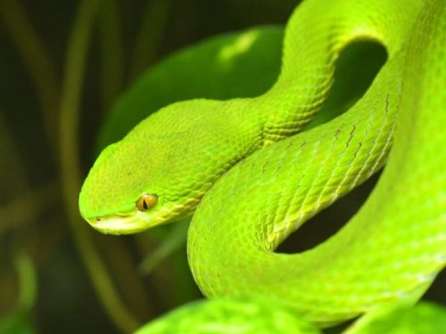 Google open-sources Atheris, a tool for finding security bugs in Python code