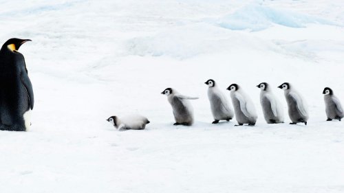 7 Linux distros you should avoid until you've mastered the command line