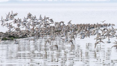 Tiere: Wattenmeer-Nationalpark lädt zu Zugvogeltagen ein