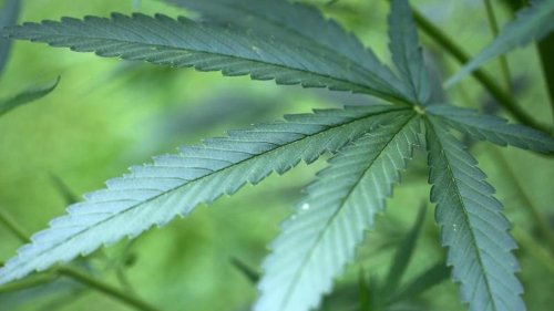 Wird Cannabis bald legal?  - cover
