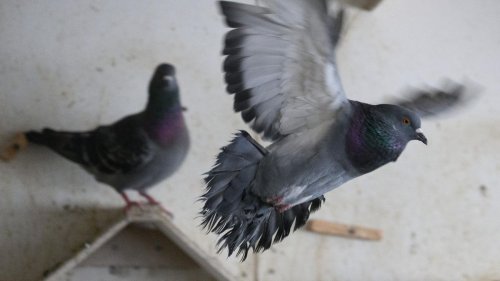 Tiere: Mehr Kommunen wollen Tauben kontrollieren statt bekämpfen