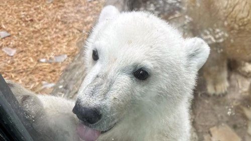 Tiere: Karlsruher Eisbär-Jungtier bekommt einen Namen