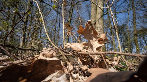 Waldbrände: Forstministerium warnt vor hoher Waldbrandgefahr in Hessen
