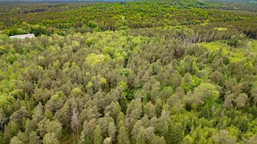 Gewaltverbrechen: Junge Frau tot in Wald gefunden - 16-Jähriger unter Verdacht