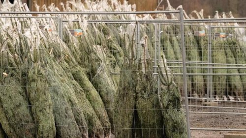 Kriminalität: Diebe stehlen Tannenbäume in Neustrelitz