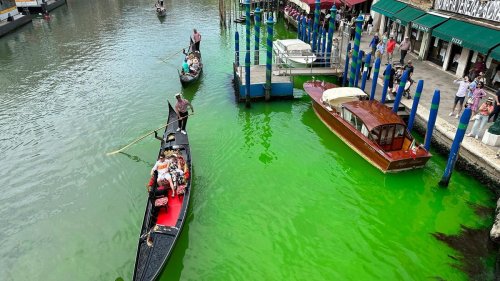 Umwelt: Grüner Canal Grande in Venedig: Grund wohl klar