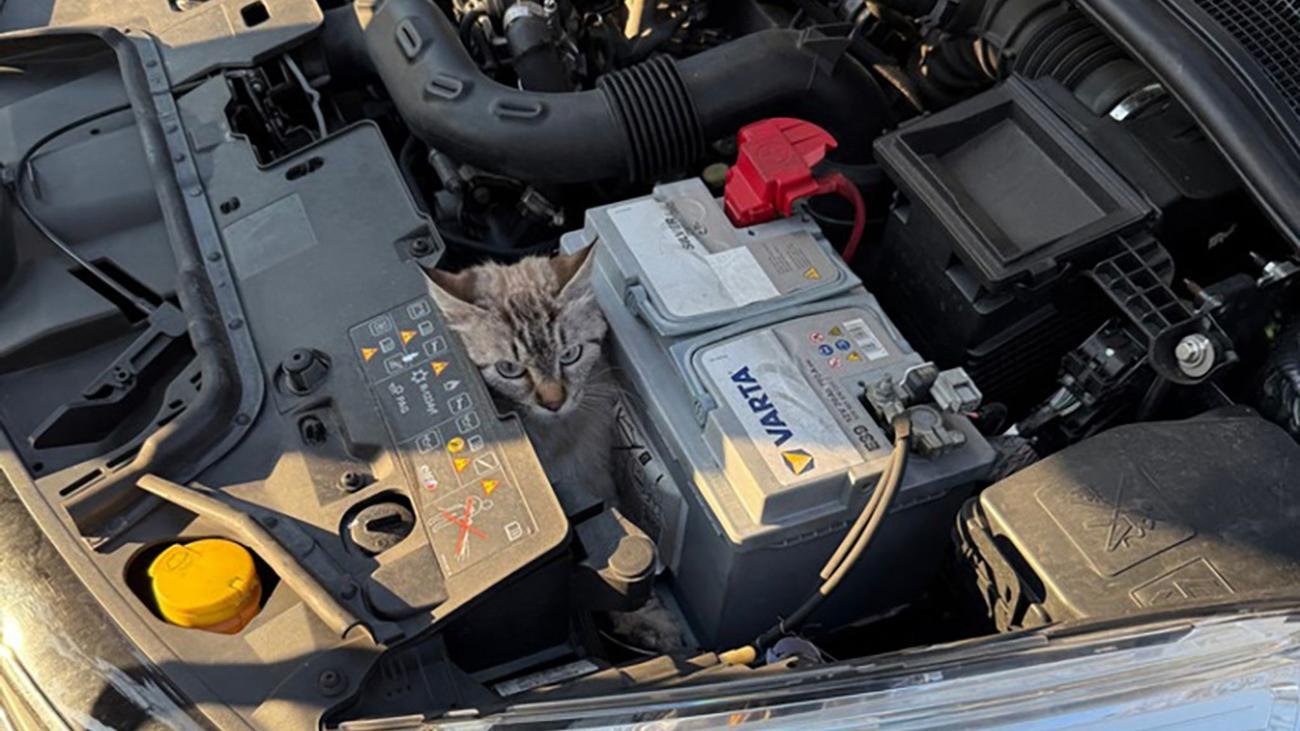 Blinder Passagier: Katze lugt unter fahrendem Auto hervor - und wird gerettet