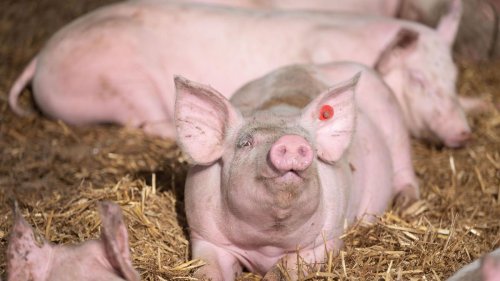 Nutztiere: Weniger Schweine, weniger Kühe
