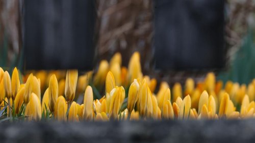 Wetter: Frühlingswetter im Südwesten in Sicht