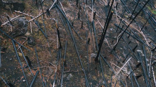 Nationalpark Harz: Besser schutzlos?