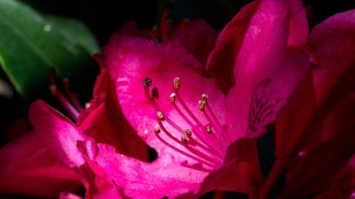 Pilzbefall vorbeugen: Zikaden von Rhododendron entfernen