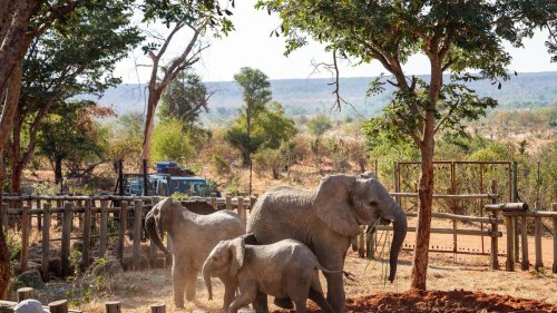 Tiere: Zimbabwe: Sieben aufgepäppelte Elefantenwaisen ausgewildert