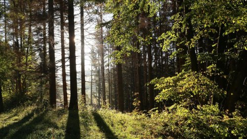Umwelt: Wald-Bericht: Weniger als jeder dritte Baum ist ganz gesund