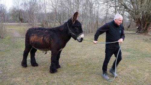 Seltene Haustierrassen: Poitou-Eselhengst Charles auf dem Weg nach Frankreich