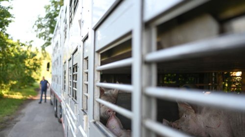 Tierseuche: Afrikanische Schweinepest in Betrieb im Emsland ausgebrochen