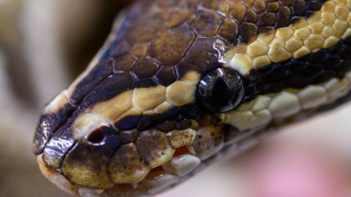 Naturschutz: Artenschutzzentrum: Hohe Zahl an Reptilien und Amphibien
