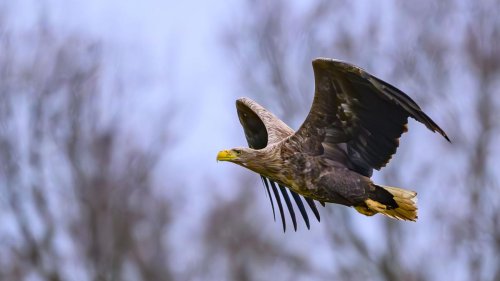 Tiere: Seeadler frühstückt auf Autobahn - und kollidiert mit Auto