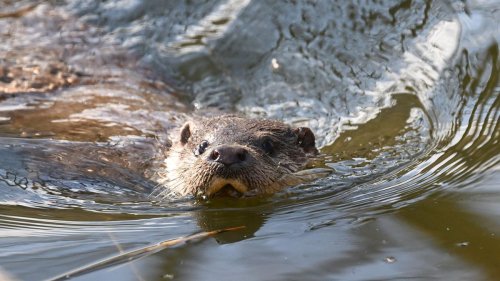 Umwelt: Warten auf den Otter
