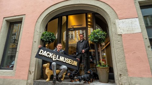 Tiere: Dackelmuseum zieht um nach Regensburg: "Viel Glück gehabt"