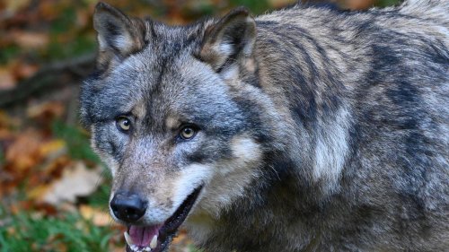 Wölfe: Dutzende Schafe bei Kamenz vom Wolf gerissen - 29 Tiere tot
