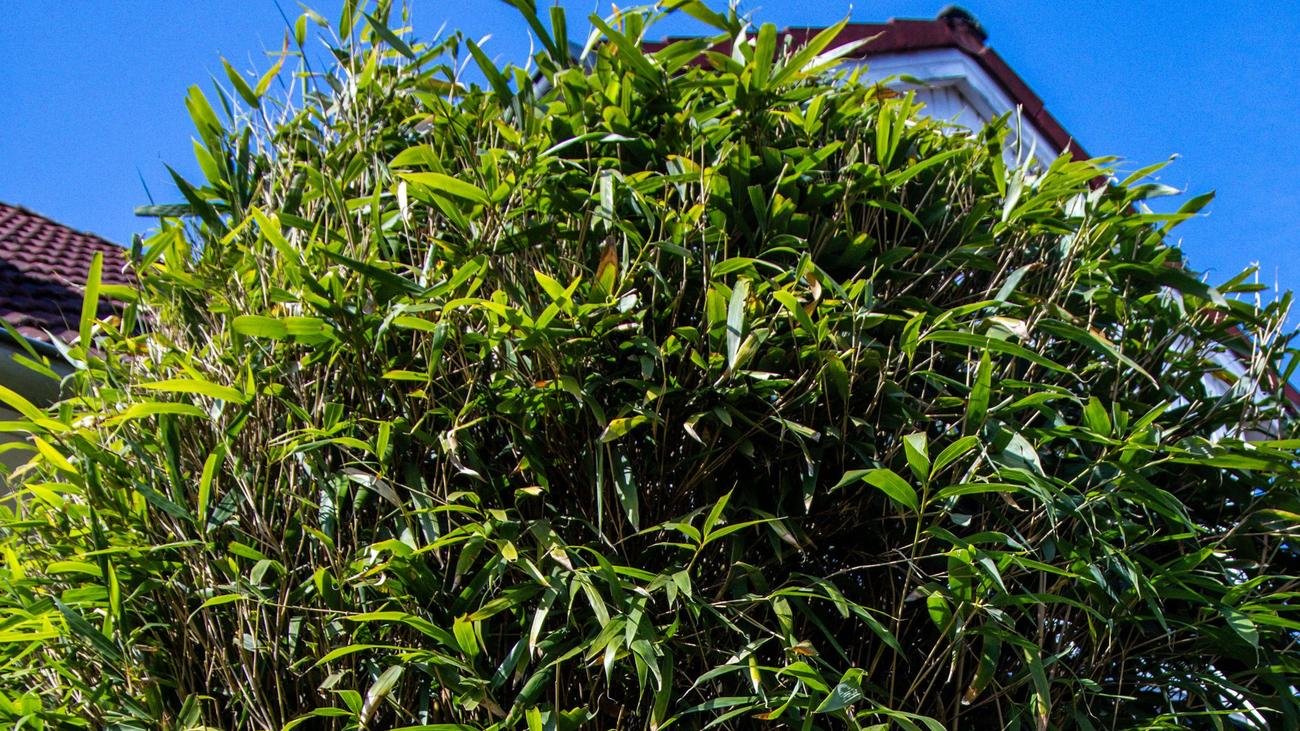 Nachbarstreit um Bambushecke: Kein Höhenlimit: Bundesgerichtshof klärt, was eine Hecke ist