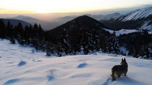 Wölfe in den Alpen: "Er lässt sich kaum aufhalten"