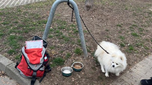 Tiere: "Zu verschenken"-Hund löst Ansturm auf Tierheim aus