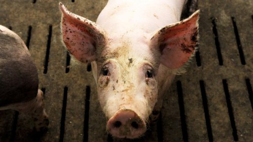 Tierwohl: Videos von illegaler Ferkeltötung? Ermittlungen aufgenommen