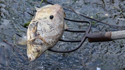 Umweltkatastrophe: Polen: Quecksilber nicht die Ursache für Fischsterben