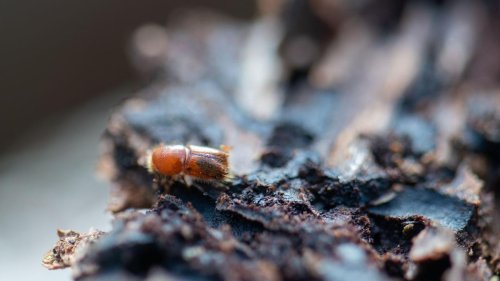 Wald: Bald fliegen die Borkenkäfer wieder