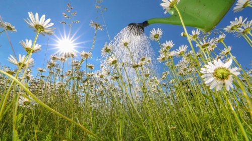 Gartenzauber: Tipps zum "Gartenwochenende" in Thüringen