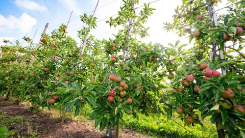 Landwirte im Stadtgebiet: Weniger Obst und Gemüse in Hamburg angebaut
