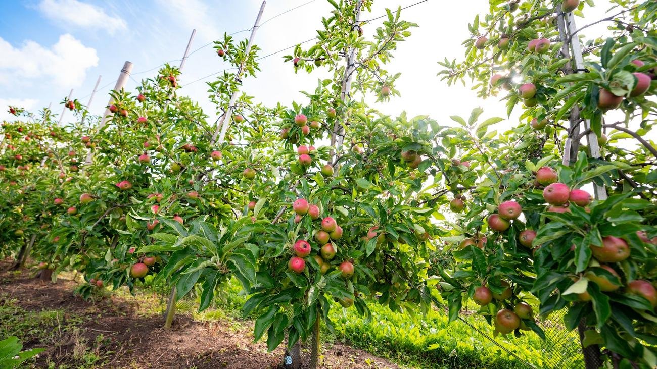 Landwirte im Stadtgebiet: Weniger Obst und Gemüse in Hamburg angebaut