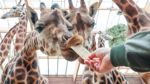 Tiere: Giraffen-Nachwuchs im Zoo Leipzig erhält den Namen Niara
