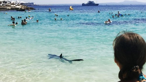 Reisen: Urlaub unter Haien: Die Hotspots der Meeresjäger