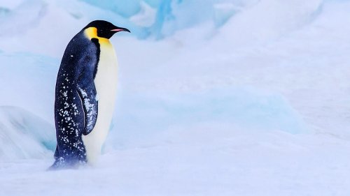 Antarktis: Wo bleibt das Eis?