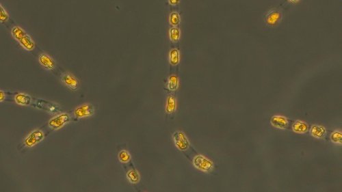 Meeresforschung: 7.000 Jahre alte Alge wieder zum Leben erweckt