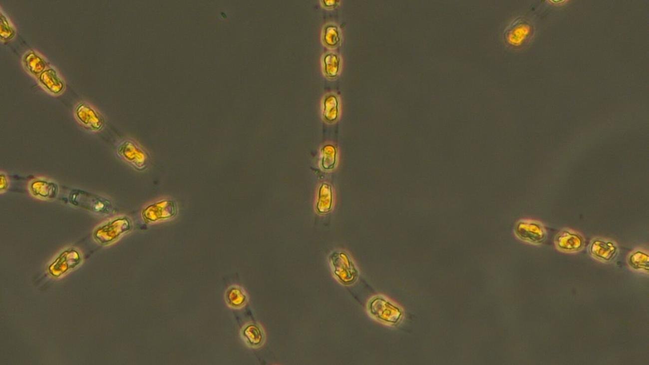 Meeresforschung: 7.000 Jahre alte Alge wieder zum Leben erweckt