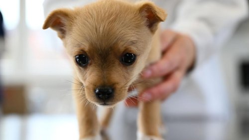 Tiermedizin: Tierärztemangel sorgt für Probleme in Notdienst-Versorgung