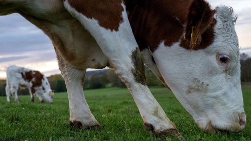 Mittelfranken: Entlaufenes Rind nach stundenlanger Verfolgung erschossen