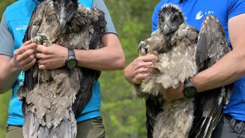 Vogelwild: Junge Geier im Nationalpark erwartet - fünfte Auswilderung