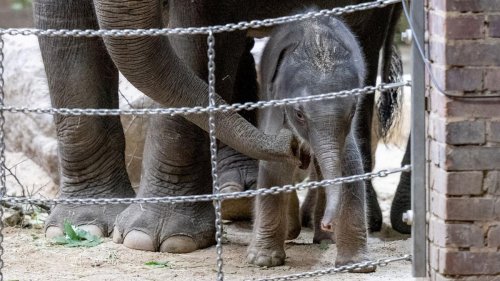 Tiere: Zoo Leipzig erwartet weiteren Elefanten-Nachwuchs