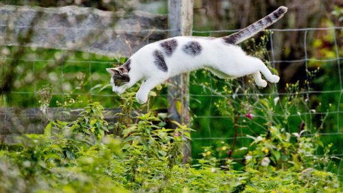 Tiere: Niedersachsen plant Kastrationspflicht für Katzen