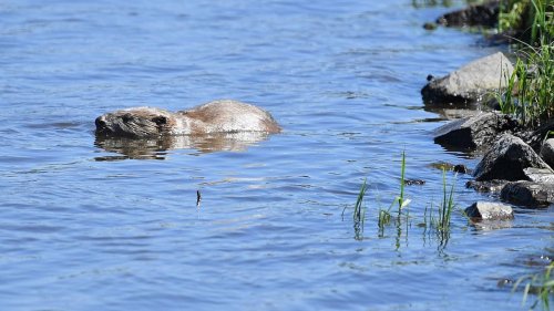 Tiere: Biber sorgen für Schäden in Sachsen-Anhalt