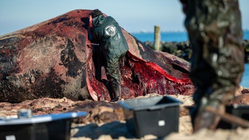 Untersuchung im Labor: Proben des Sylt-Wals werden in Belgien analysiert