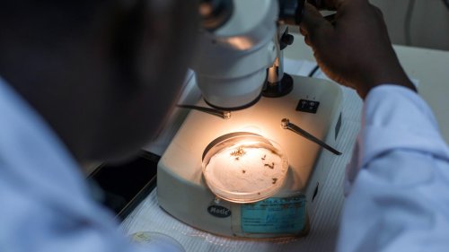 Malaria-Impfung: Er wirkt!