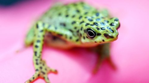 Tiere: Zoos werben um Akzeptanz und Hilfe beim Artenschutz