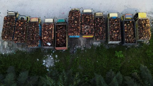 Export von Speiseöl: Indonesien hebt Exportverbot für Palmöl auf
