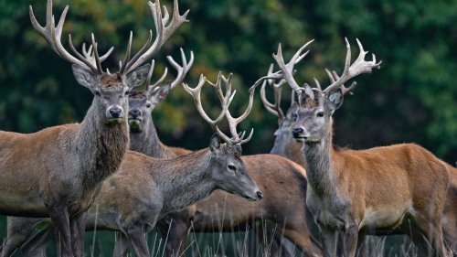 Tiere eingefangen: Entlaufene Rothirsche in Tier-Freigeländer zurückgebracht