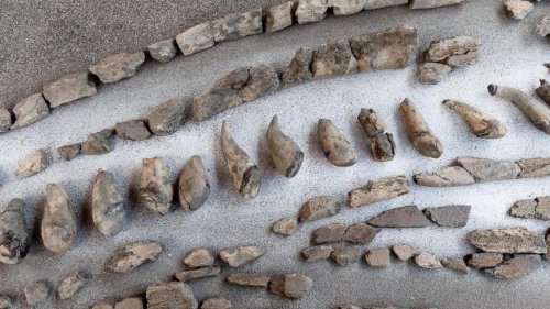 Archäologie: Was vom Wale übrig bleibt - neue Funde in Groß Pampau
